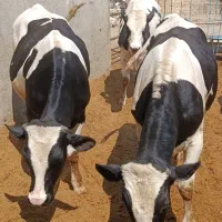 گوساله هلشتاین گاوداری