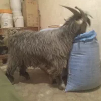 میش.بز.بزغاله.گاو.گوساله|حیوانات مزرعه|اردل, |دیوار