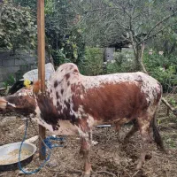 ورزا زری|حیوانات مزرعه|احمدسرگوراب, |دیوار