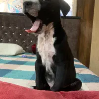 سگ پیت بول اصیل نوزاد|سگ|رباط‌کریم, رباط‌کریم|دیوار