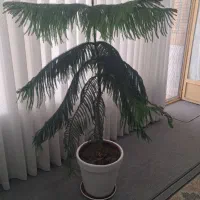 کاج مطبق