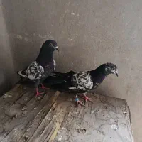 کبوتر|پرنده|تهران, یاخجی آباد|دیوار