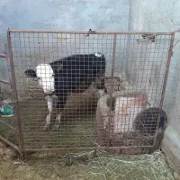 گوساله ماده سیمینتال