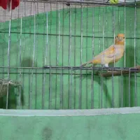 سهره قناری|پرنده|خمینیشهر, |دیوار