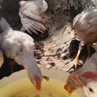 جوجه معاوضه با تخم بوقلمون  وفروشی