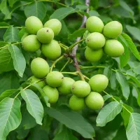 فروش نهال گردو چندلر کریستالی مقاوم به سرما و آفات
