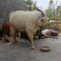 کره نر|حیوانات مزرعه|نگار, |دیوار