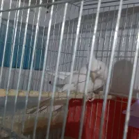 طوطی عروس هلندی نر آماده و مست