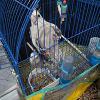 یک جفت عروس هلندی وایت فیس بالغ