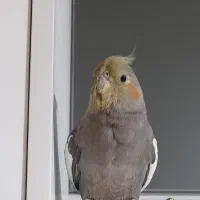 گمشده عروس هلندی