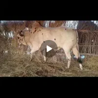 فروش فوری دوستان باقیمت مناسب  وارسال هم دارم