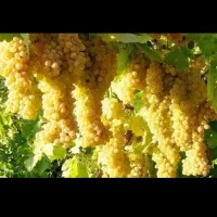 کشمش سایه خشک ارگانیک پاک شده مطالعه شود|خوردنی و آشامیدنی|کیش, |دیوار