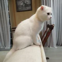 سه بچه گربه ی اصیل نژاد دار اسکاتیش فلد