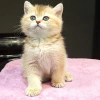 بچه گربه برتیش گلد نر ny11