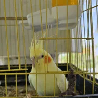 عروس هلندی ماده آماده جفت گیری