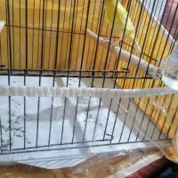 قناری نر سالم