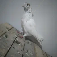 کفتر کبوتر|پرنده|پارس‌آباد, |دیوار