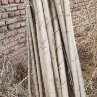 -نهــال صـنوبر ترک|حراج|ساری, |دیوار