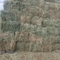 فروش2000بسته علف