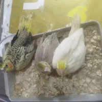 فروش سرلاکی