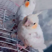 عروس هلندی|پرنده|هندیجان, |دیوار