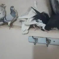 کبوتر هفترنگ