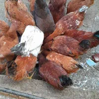 خروس ومرغ محلی