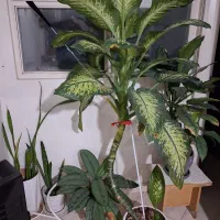 گل دیفن باخیا