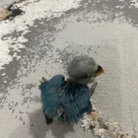 ۳عدد طوطی برزیلی و یک جفت عروس هلندی|پرنده|میاندوآب, |دیوار