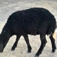 یک عدد بره نر۷ماهه