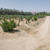 باغ نخل و مرکبات داخل شهر جهرم با قیمت مناسب|فروش دفتر صنعتی، کشاورزی، تجاری|جهرم, |دیوار