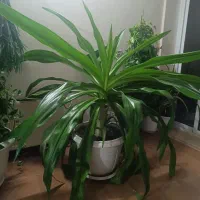 گل اشک ملکه