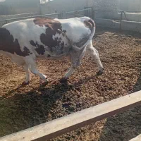 گاو شکم ۱|حیوانات مزرعه|جوادآباد, |دیوار