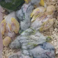 جوجه راهب