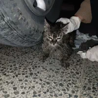 بچه گربه واگذاری