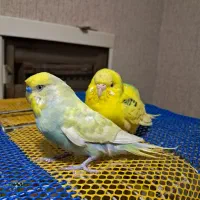مرغ عشق جفت