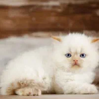 پرشین گلد دختر پوینت