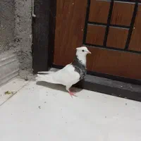 کبوتر طوقی ماده هفت رنگ