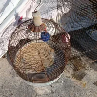 فروش قفس پرنده