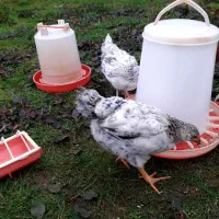 ۷ عدد جوجه مرغ و خروس محلی ۳ ماهه