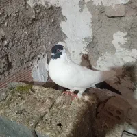 فروش کبوتر طوقی وپرستویی|پرنده|نکا, |دیوار