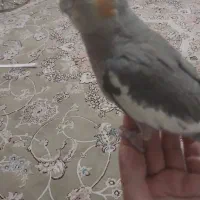 عروس هلندی