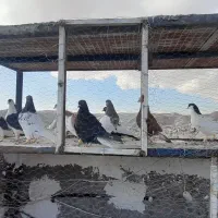 کفتر رنگه جون