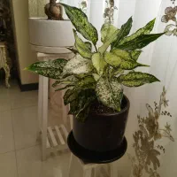 گل آپارتمانی مقاوم یوکا آگلونما برفی|گل و گیاه طبیعی|کرج, باغستان|دیوار