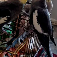 عروس هلندی.تخم گذار