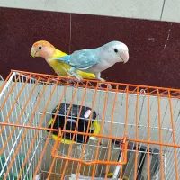 طوطی برزیلی نر و ماده