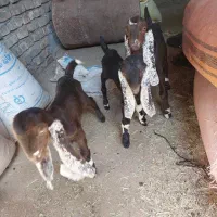 بزغاله نر پاکستانی لنگ ۳ قلو از مادر شیرا|حیوانات مزرعه|تربت‌حیدریه, شهرک ولیعصر|دیوار