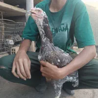 مرغ وخروس لاری افغان اصیل