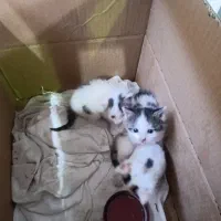 سه عدد بچه گربه