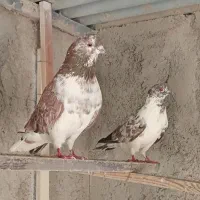 کبوتر ضمانتی